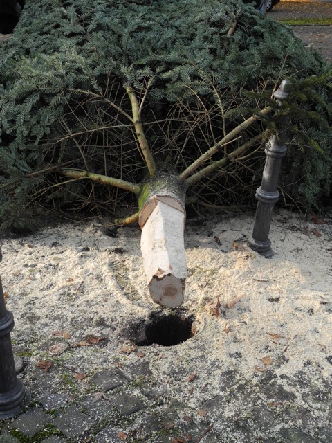 Aufstellung des Weihnachtsbaums auf dem Remi-Baert-Platz 2016